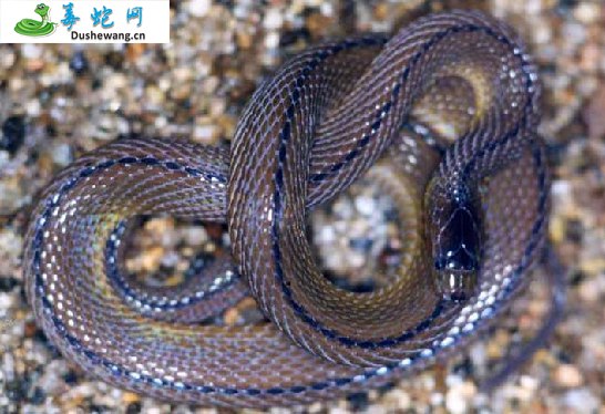 黑脊蛇(无毒蛇)详细资料、图片及品种介绍