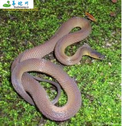 海南脊蛇(无毒蛇)详细资料、图片及品种介绍