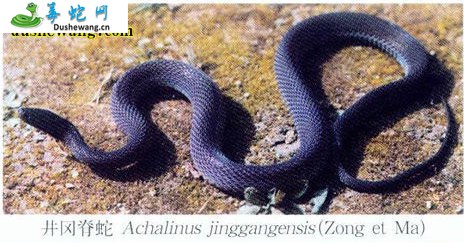 井冈山脊蛇(无毒蛇)详细资料、图片及品种介绍