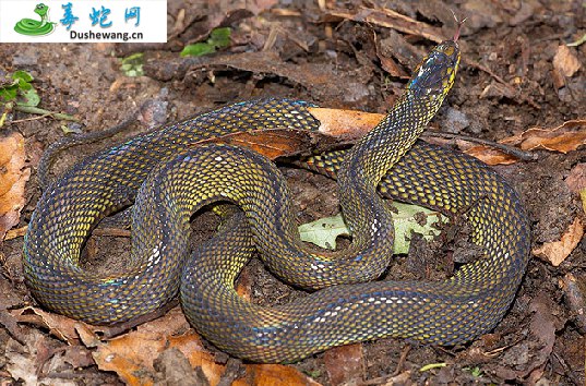 台湾脊蛇(无毒蛇)详细资料、图片及品种介绍