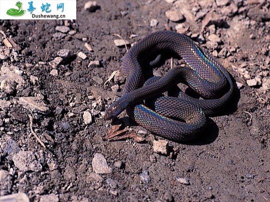 台湾脊蛇