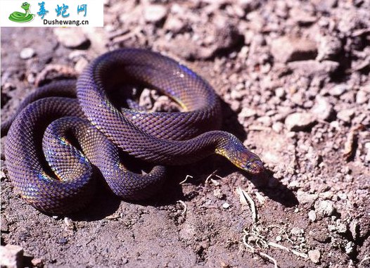 阿里山脊蛇(无毒蛇)详细资料、图片及品种介绍