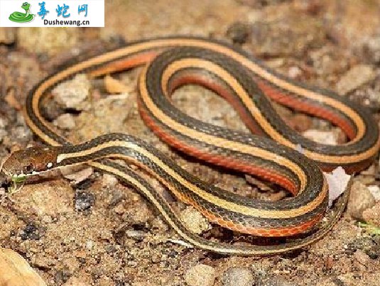 台北腹链蛇(无毒蛇)详细资料、图片及品种介绍