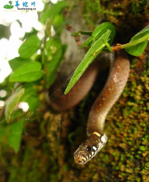 无颞鳞腹链蛇(无毒蛇)详细资料、图片及品种介绍