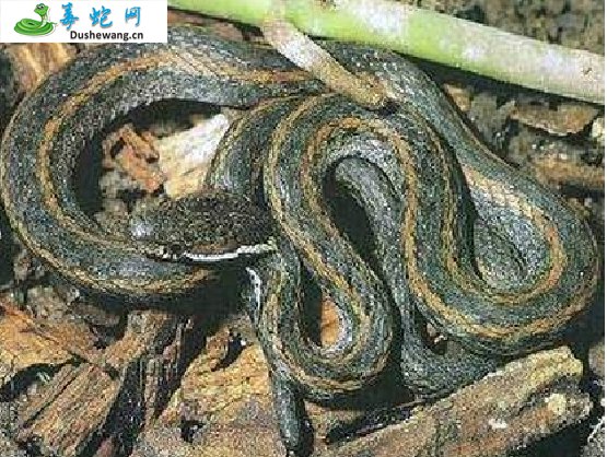 白眉腹链蛇(无毒蛇)详细资料、图片及品种介绍