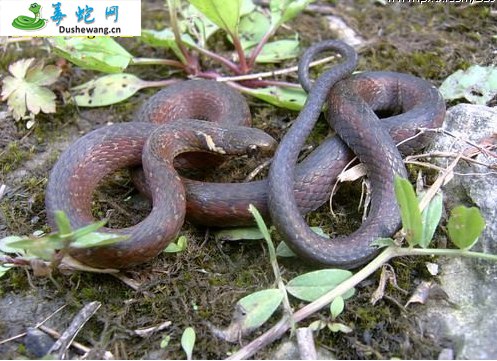 黑带腹链蛇(无毒蛇)详细资料、图片及品种介绍