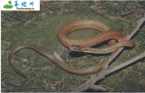棕网腹链蛇(无毒蛇)详细资料、图片及品种介绍