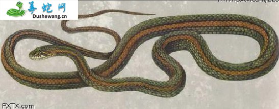 腹斑腹链蛇(无毒蛇)详细资料、图片及品种介绍
