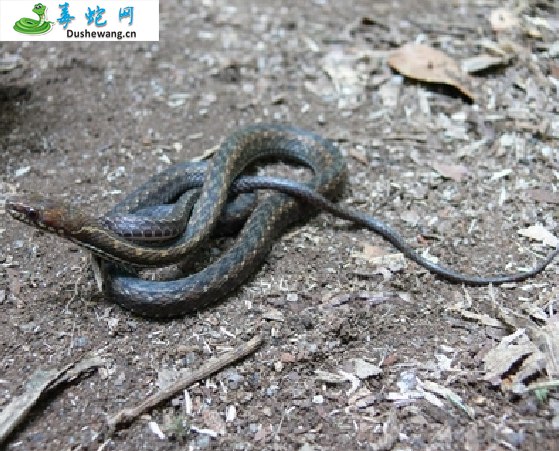 丽纹腹链蛇(无毒蛇)详细资料、图片及品种介绍