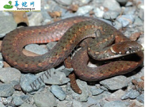 棕黑腹链蛇(无毒蛇)详细资料、图片及品种介绍