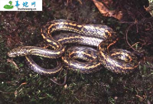 卡西腹链蛇(无毒蛇)详细资料、图片及品种介绍