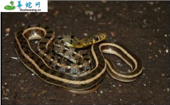 双带腹链蛇(无毒蛇)详细资料、图片及品种介绍