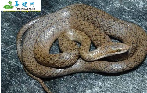 平头腹链蛇(无毒蛇)详细资料、图片及品种介绍