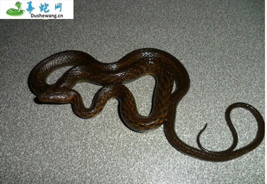 缅北腹链蛇(微毒蛇)详细资料、图片及品种介绍