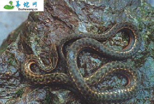 瓦屋山腹链蛇(无毒蛇)详细资料、图片及品种介绍