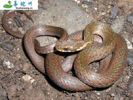 东亚腹链蛇(无毒蛇)详细资料、图片及品种介绍