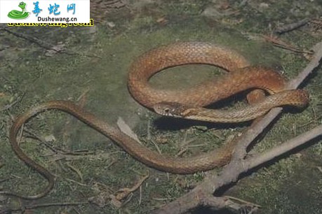 南方链蛇(无毒蛇)详细资料、图片及品种介绍