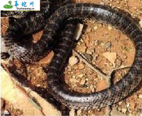 滇西蛇(无毒蛇)详细资料、图片及品种介绍