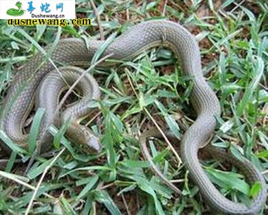 绿滇西蛇(无毒蛇)详细资料、图片及品种介绍