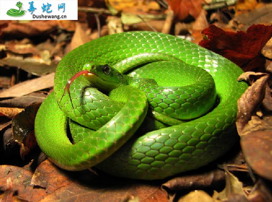纯绿翠青蛇(无毒蛇)详细资料、图片及品种介绍