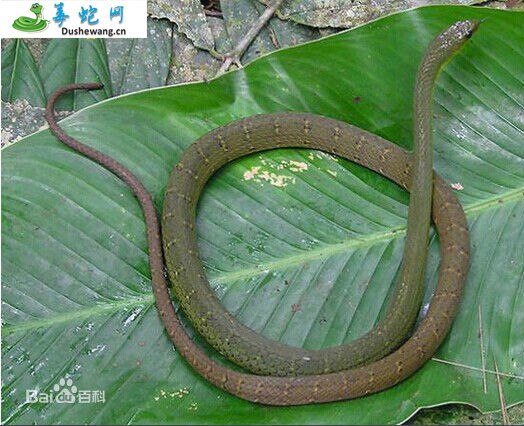 横纹翠青蛇(无毒蛇)详细资料、图片及品种介绍