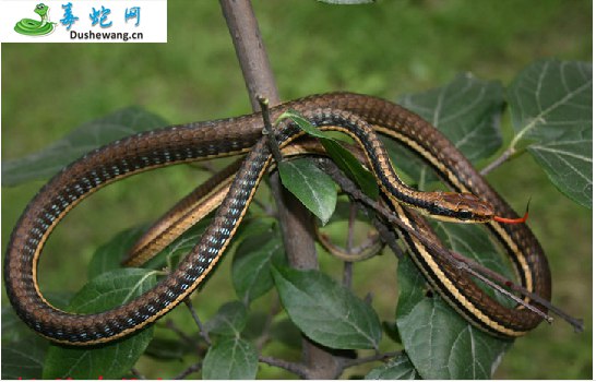 喜山过树蛇(无毒蛇)详细资料、图片及品种介绍