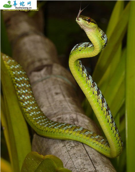八莫过树蛇(无毒蛇)详细资料、图片及品种介绍