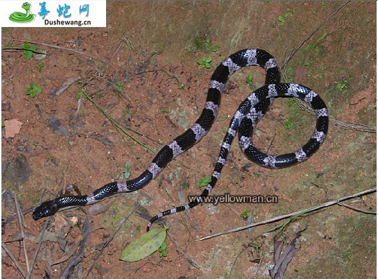 黑背白环蛇(无毒蛇)详细资料、图片及品种介绍