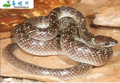 白枕白环蛇(无毒蛇)详细资料、图片及品种介绍