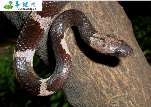 福清白环蛇(无毒蛇)详细资料、图片及品种介绍