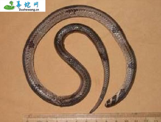龙胜小头蛇(无毒蛇)详细资料、图片及品种介绍