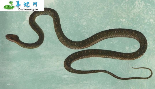 菱斑小头蛇(无毒蛇)详细资料、图片及品种介绍