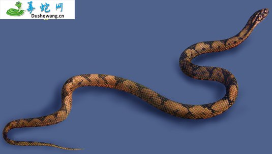喜山小头蛇(无毒蛇)详细资料、图片及品种介绍