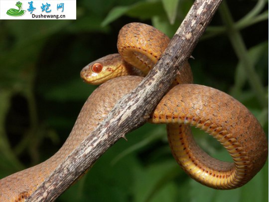 棱鳞钝头蛇(无毒蛇)详细资料、图片及品种介绍