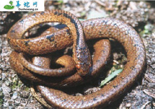 平鳞钝头蛇(无毒蛇)详细资料、图片及品种介绍