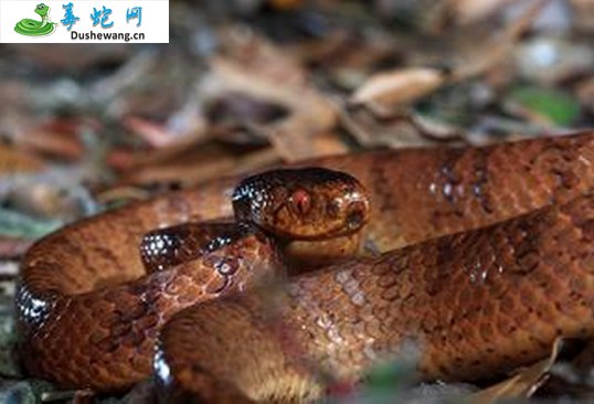 台湾钝头蛇