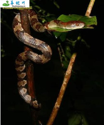 缅甸钝头蛇(无毒蛇)详细资料、图片及品种介绍