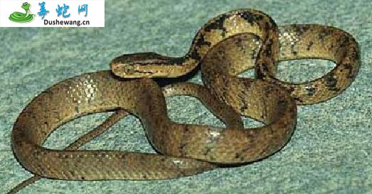 喜山钝头蛇(无毒蛇)详细资料、图片及品种介绍