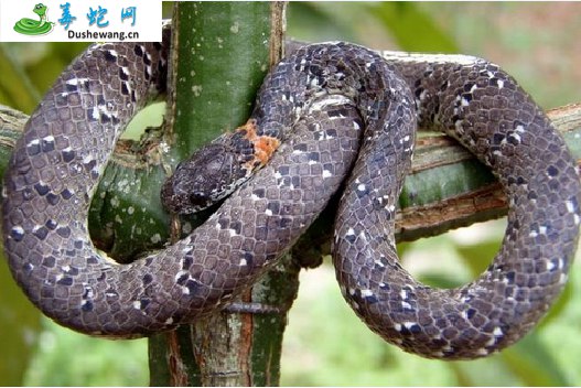 横纹钝头蛇(无毒蛇)详细资料、图片及品种介绍