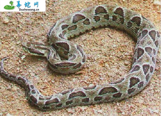 颈斑蛇(无毒蛇)详细资料、图片及品种介绍