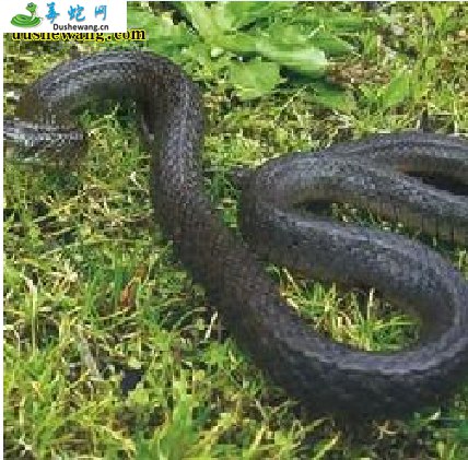 缅甸颈斑蛇(无毒蛇)详细资料、图片及品种介绍