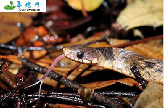 云南颈斑蛇(无毒蛇)详细资料、图片及品种介绍