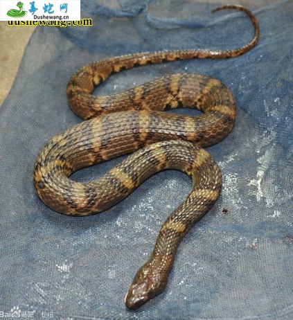老挝后棱蛇(无毒蛇)详细资料、图片及品种介绍