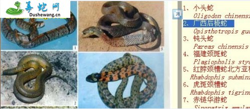 广西后棱蛇(无毒蛇)详细资料、图片及品种介绍