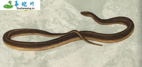 挂墩后棱蛇(无毒蛇)详细资料、图片及品种介绍