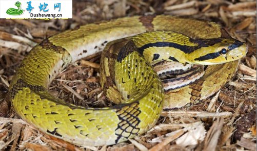 横纹斜鳞蛇(无毒蛇)详细资料、图片及品种介绍