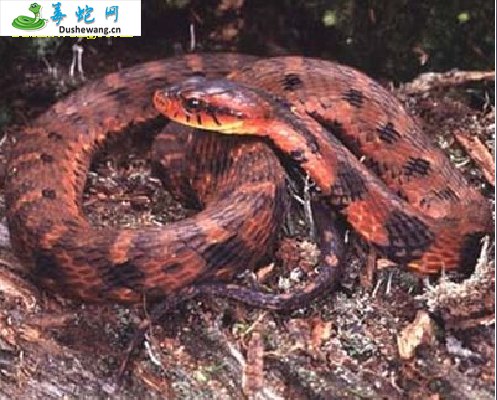崇安斜鳞蛇(无毒蛇)详细资料、图片及品种介绍