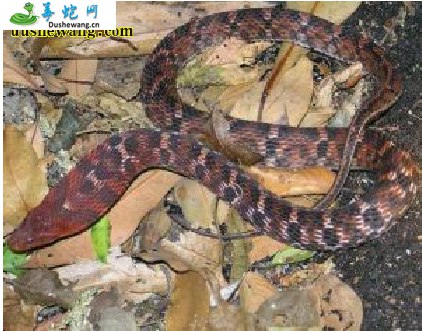 纹尾斜鳞蛇(无毒蛇)详细资料、图片及品种介绍