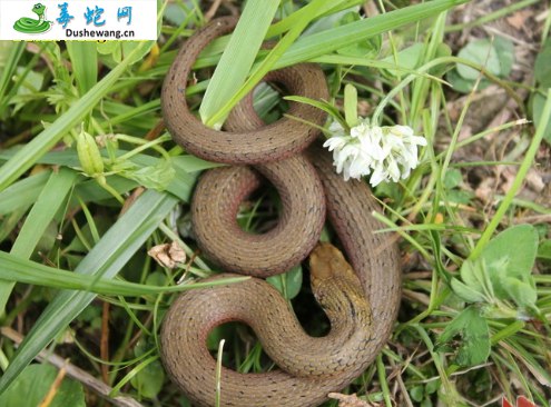 颈槽游蛇(无毒蛇)详细资料、图片及品种介绍