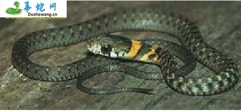 喜山颈槽蛇